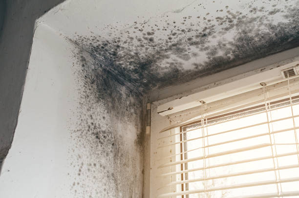 Affordable Mold Removal solutions in Fulton, MD